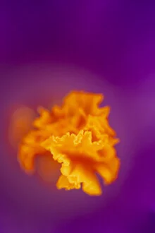 Photo art by Nadja Jacke: macro shot of a crocus stigma in spring light
