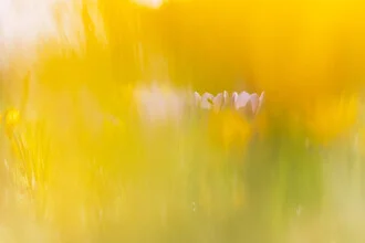 Photo art by Nadja Jacke: Crocus meadow glowing in yellow with soft bokeh effects