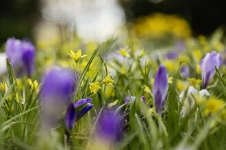 Photo art by Nadja Jacke: crocuses and yellow star-of-Bethlehem bloom in spring.