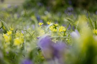 Photo art by Nadja Jacke: Sea of blossoms with crocuses and yellow star-of-Bethlehem in spring.