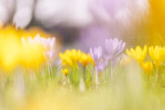 Fotokunst von Nadja Jacke: Krokusblüten auf einer sonnigen Wiese im Frühling