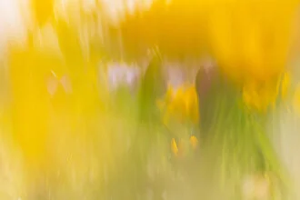 Fotokunst von Nadja Jacke: Krokusblüten in sanften Farben mit Unschärfe
