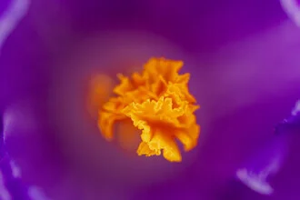 Macro photography of a crocus flower with golden stigma in soft colors.