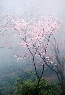 Fotokunst von Victoria Knobloch: Frühlingsblüten in sanften Rosa-Tönen