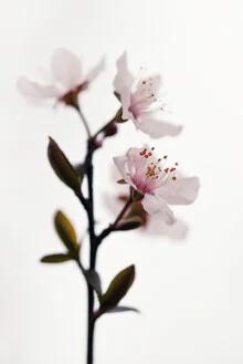 Fotokunst: Frühlingslandschaft in China mit zarten Blüten und ruhiger Atmosphäre.