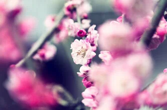Fotografie von Victoria Knobloch: zarte Blüten in sanften Rosa-Tönen aus China.