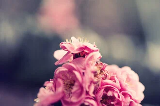 Fotokunst von Victoria Knobloch: zarte rosa Blumen in sanftem Licht
