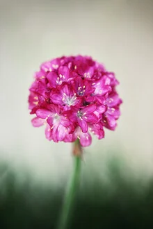 Delicate flower in soft pink tones, captured in macro format.