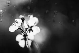 Fotokunst von Victoria Knobloch: zarte Blüten in sanften Schwarz-Weiß-Tönen