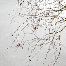Photo art by Lena Weisbek: an elegant tree in winter surrounded by soft pastel colors