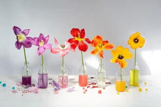 Still life with tulips in small vases, soft colors and a springtime atmosphere.