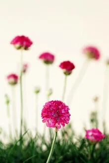 Filigrane Pflanze mit runden Blütenständen, sanfte Bokeh-Hintergrundbeleuchtung.