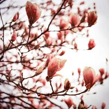 Photo by J. Daniel Hunger: gentle magnolia blossom in spring.