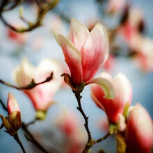 Photo art by J. Daniel Hunger: delicate magnolia blossom in spring