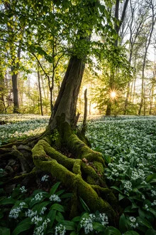 Fotokunst von Christian Noah: Sonnenaufgang im Bärlauchwald mit frischer Frühlingsatmosphäre