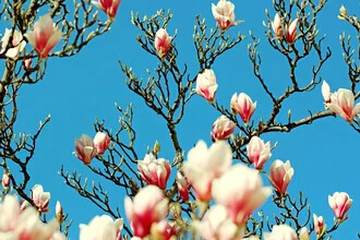 Photo art by Manuela Deigert: delicate magnolia blossoms against a blue sky