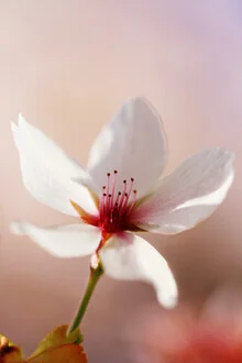 Zarte Kirschblüte in Nahaufnahme, die Frühling und Schönheit verkörpert.