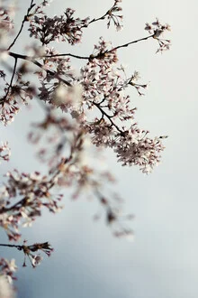 Fotokunst von Manuela Deigert: zarte Kirschblüten im sanften Frühlingslicht