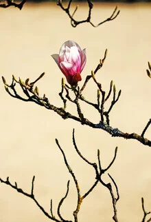 Photo art by Manuela Deigert: delicate magnolia blooms in spring