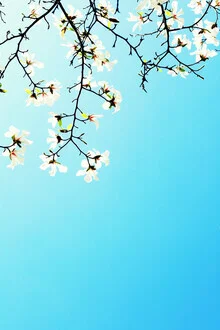 Fotokunst von Manuela Deigert: Weiße Magnolienblüten im sanften Licht.