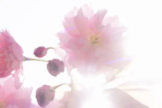 Delicate cherry blossom in backlight, bright and soft, evoking a spring mood.