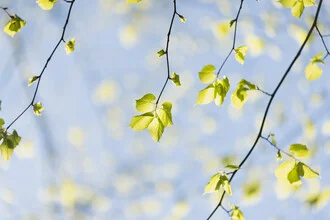 Fresh linden leaves in spring light under a blue sky