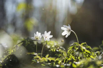 Beautiful photo art featuring wood anemones in the gentle light of the forest floor.