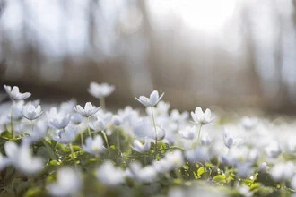 Photo art by Nadja Jacke: meadow with wood anemones in soft backlight