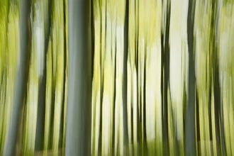 Abstraktes Fotokunst von Nadja Jacke: verwischte Bewegungen im Frühlingswald