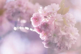 Fotokunst von Nadja Jacke: zarte Kirschblüten im sanften Gegenlicht