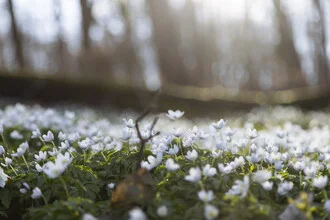 Photo art by Nadja Jacke: forest floor filled with wood anemones in backlight.