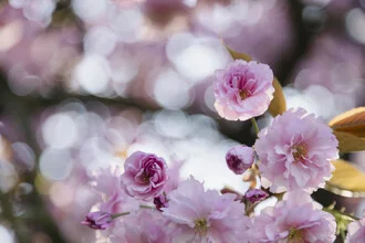 Fotokunst von Nadja Jacke: zarte Kirschblüten im Gegenlicht