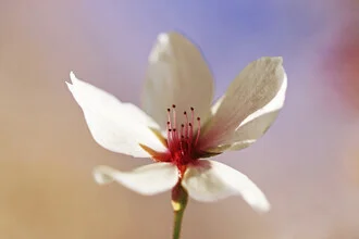 Fotokunst von Manuela Deigert: zarte Kirschblüten im sanften Licht