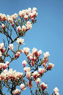 Photo art by Manuela Deigert: delicate magnolia buds against a blue sky