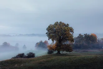 Photo art by Maximilian Fischer: old oak tree in the fog of an autumn landscape