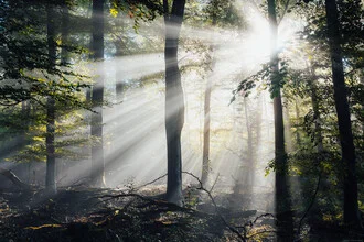 Fotokunst von Maximilian Fischer: Lichtstrahlen durch einen mystischen Wald
