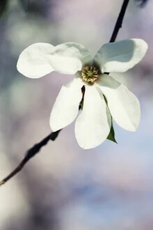 Photo art by Manuela Deigert: gentle bloom of a star magnolia in spring