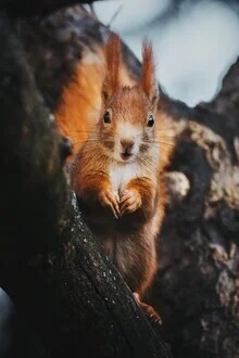 Squirrel on a branch in the forest, cheerful mood and soft colors.
