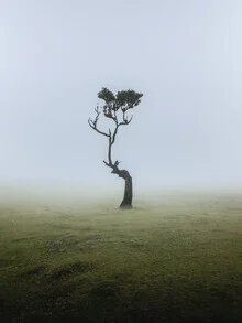 Landscape photo by Reiner Hofer: ancient, gnarled trees in Madeira's nature