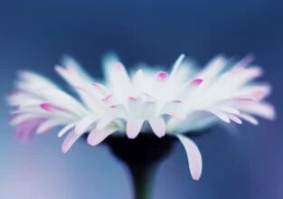 Photo art by Manuela Deigert: close-up of a daisy in soft light.