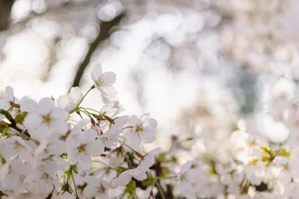 Photo art by Nadja Jacke: cherry blossoms in gentle morning light.