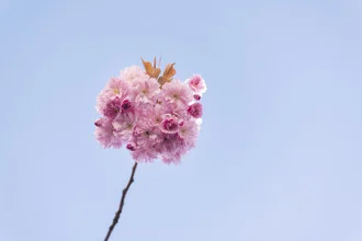 Fotokunst von Nadja Jacke: zarte Kirschblüten vor blauem Himmel