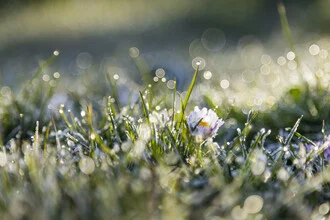 Photo art by Nadja Jacke: Daisy in the first sunlight on a frosty morning