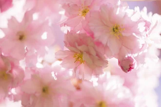 Nahaufnahme von Kirschblüten im Gegenlicht, zarte Blüten in sanften Farben.