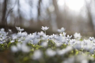 Photo art by Nadja Jacke: spring forest with wood anemones in gentle light