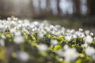 Photo art by Nadja Jacke: spring forest with wood anemones in backlight