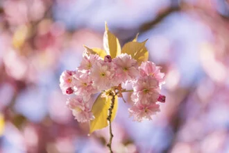Photo art by Nadja Jacke: flowering cherry tree with fresh leaves in backlight