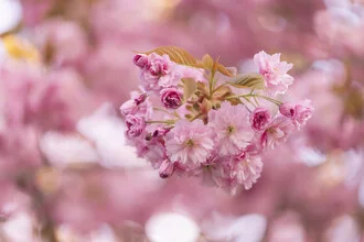 Photo art by Nadja Jacke: ornamental cherry with fresh leaves in backlight