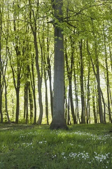 Spring forest with chickweed blossoms and fresh foliage, soft lighting
