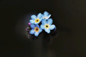 Delicate photo art featuring soft forget-me-not flowers in gentle colors